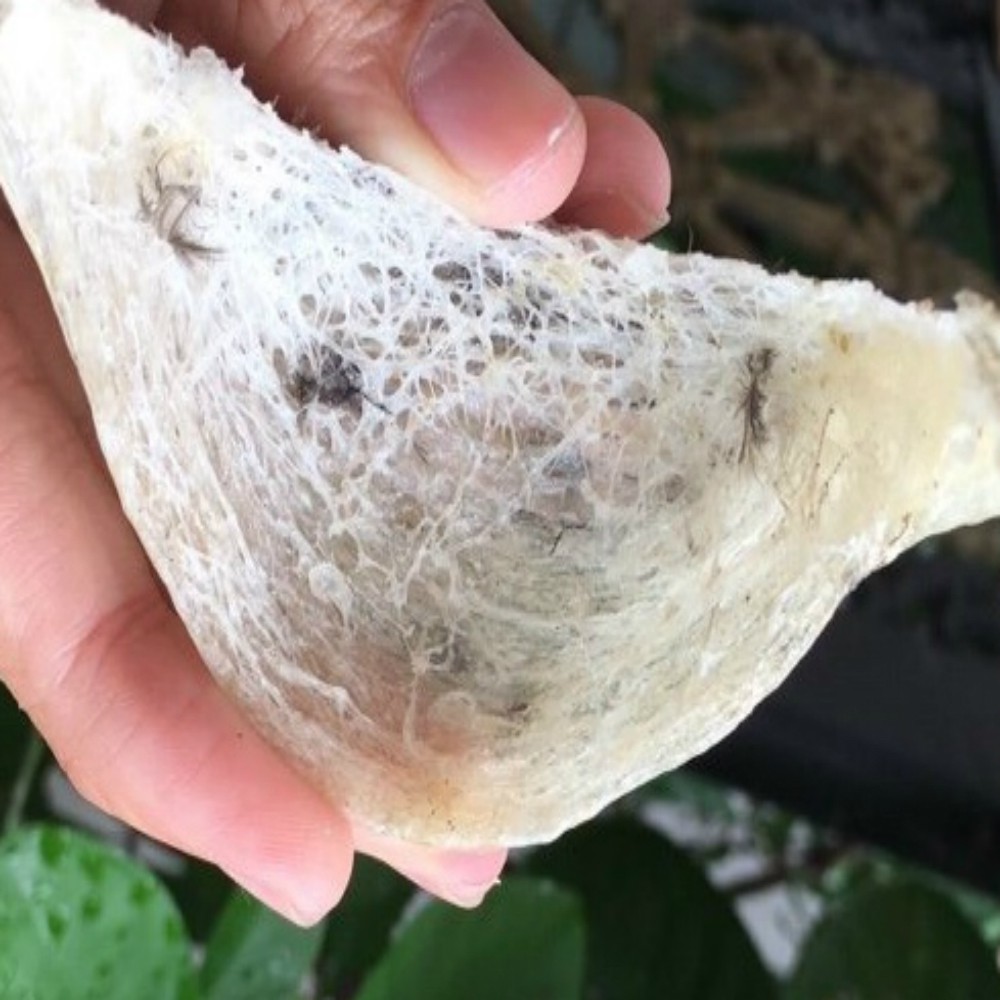 Yến Sào Thô Nha Trang Loại 1 - 50g / 100g