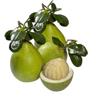 Combo 3 cây giống bưởi siêu ngọt