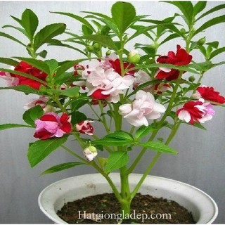 Hạt Giống Hoa Móng Tay Kép Mix