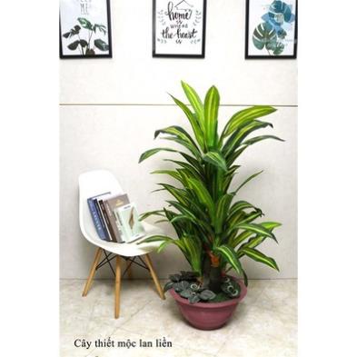 Cây Giả - Cây Thiết Mộc Lan Brazil Liền Cao 1,3m