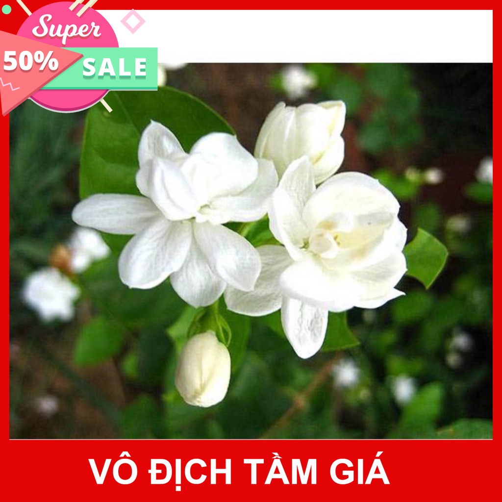 Giống Chuẩn Cây hoa nhài thơm đã sẵn hoa