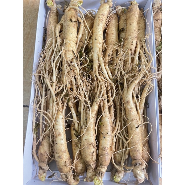 Nhân sâm tươi Hàn Quốc hầm gà 1kg 20-30 củ