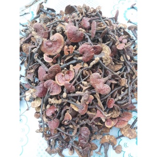 Nấm lim xanh rừng Quảng Nam