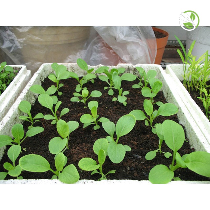 Hạt Giống Cải Thìa Cao Sản Phú Nông - Gói 20g- 50g - Pak Choy Green