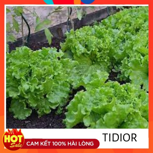 Tidior- Hạt giống rau xà lách 5Gr, 10Gr - HXL01