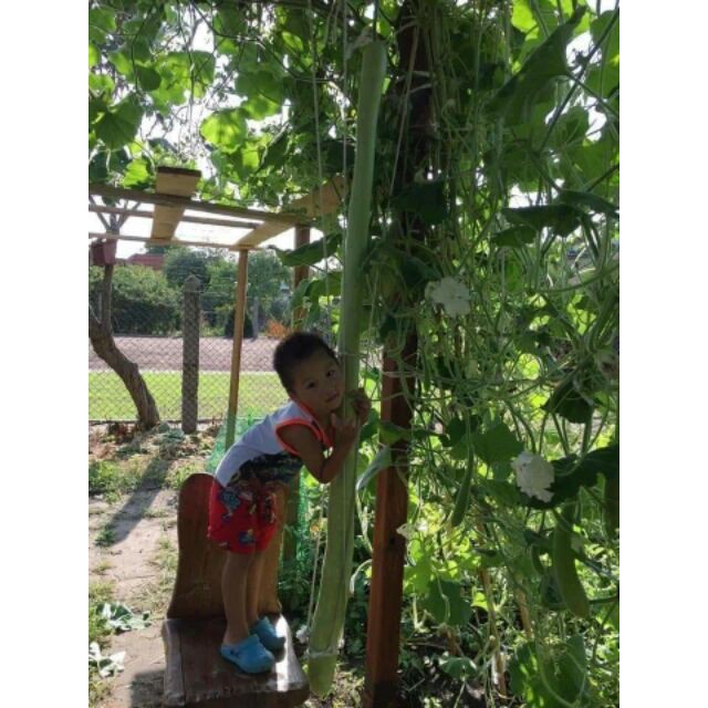 Hạt giống bầu dài 2m Bầu Siêu Dài 5 Hạt luckyseed hạt siêu rẻ