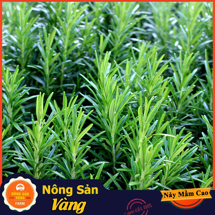 Hạt giống Cây Hương Thảo ( Gói 15 Hạt ) - Nông Sản Vàng