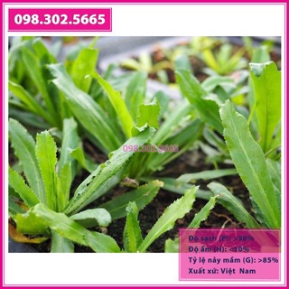 Hạt giống rau mùi tàu, ngò gai thơm cao sản gói 10gr