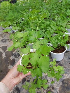 NGÒ TÂY LÁ THẲNG - FLAT PARSLEY