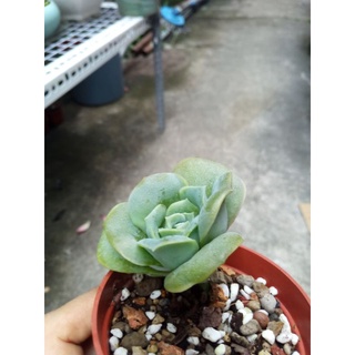 Sen đá hoa hồng hà lan size bầu