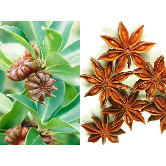 Cây hồi giống