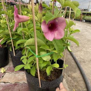 Cây 🌲 Quỳnh Anh tím đang hoa