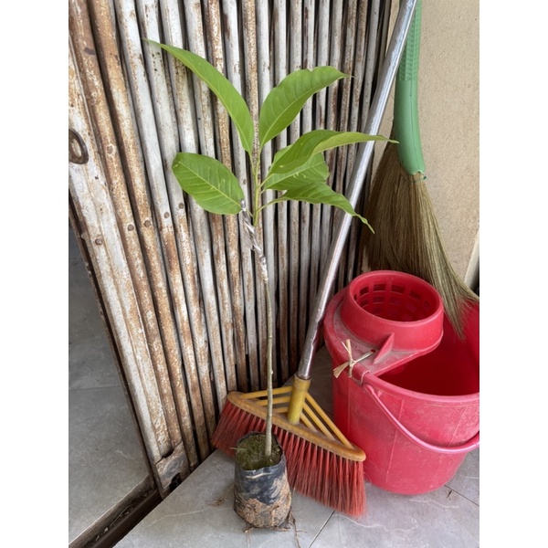 Cây hoa ngọc lan trắng