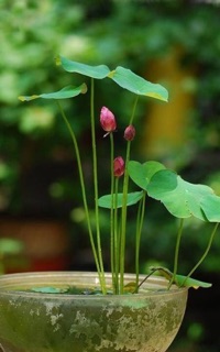 Hạt sen Nhật 100k/10 hạt