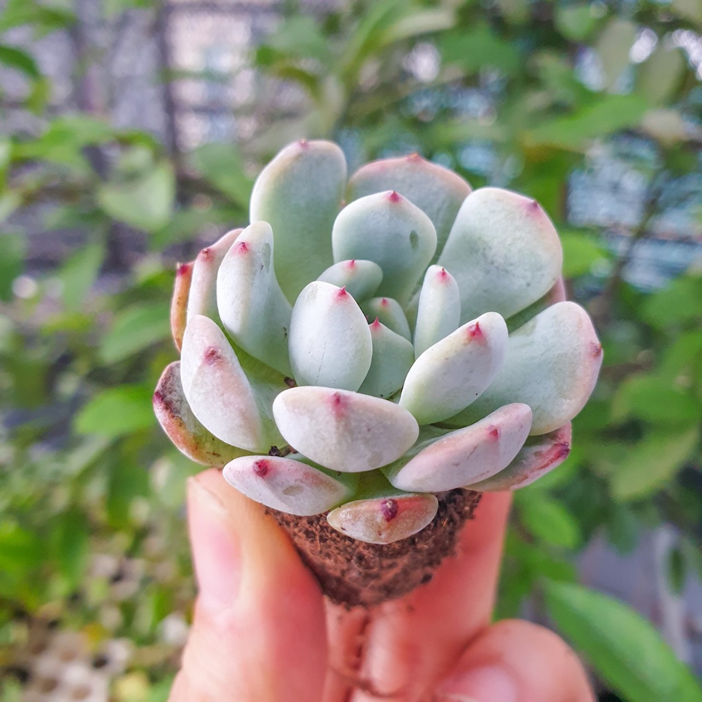 Sen đá ruby trắng size vỉ  🔥FREE SHIP🔥   Xuất xứ Đà Lạt, đã thuần khí hậu