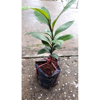 Cây măng cụt