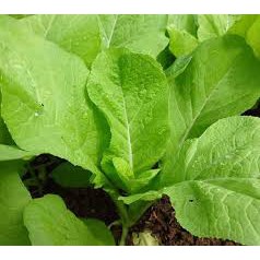 Hạt giống cải mơ lùn(20g)