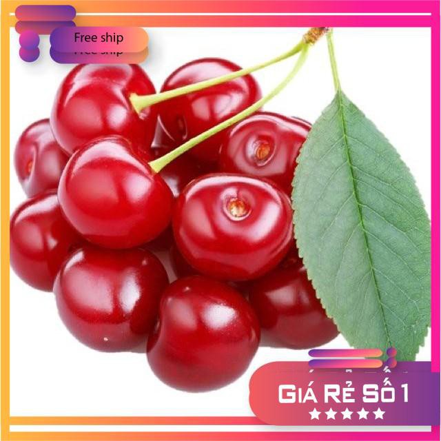 Hạt giống Anh đào (Cherry) (10 hạt)