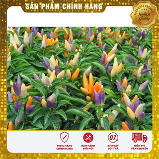 Hạt Giống Ớt Kiểng Nhiều Màu(30 hạt) Đức