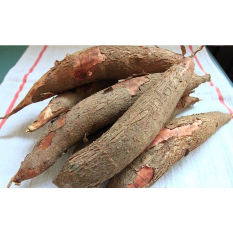 Củ khoai mì dẻo  mới nhổ vàng nhạt