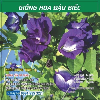 Hạt giống hoa Đậu biếc TN