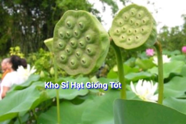 Gói 5 hạt giống sen bách diệp - sen quan âm mix 5 màu: đỏ, tím, vàng, trắng, hồng ĐẾN MÙA TRỒNG TẾT