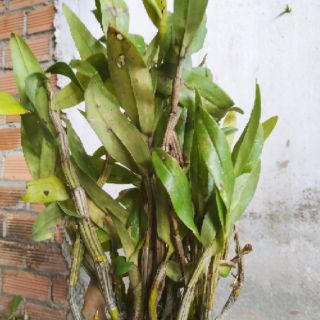 1 bui Lan nhất điểm hoàng