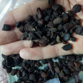 Combo 0.5 kg mắc khén 0.5 lang  hạt dổi nếp rừng xịn