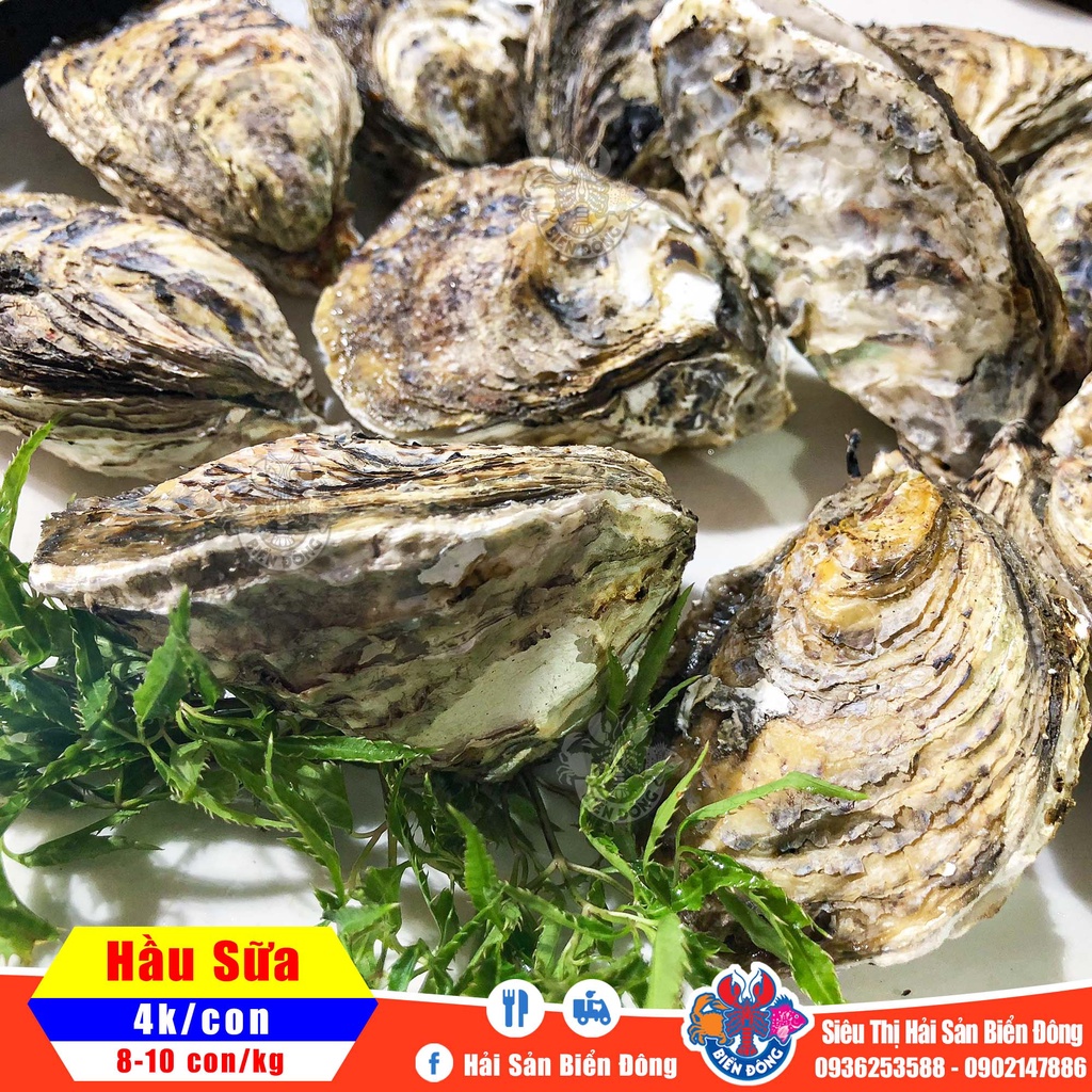 HÀU SỮA SỐNG thả bể loại 8-10 con/kg, sản phẩm của Hải Sản Biển Đông ở Hà Nội