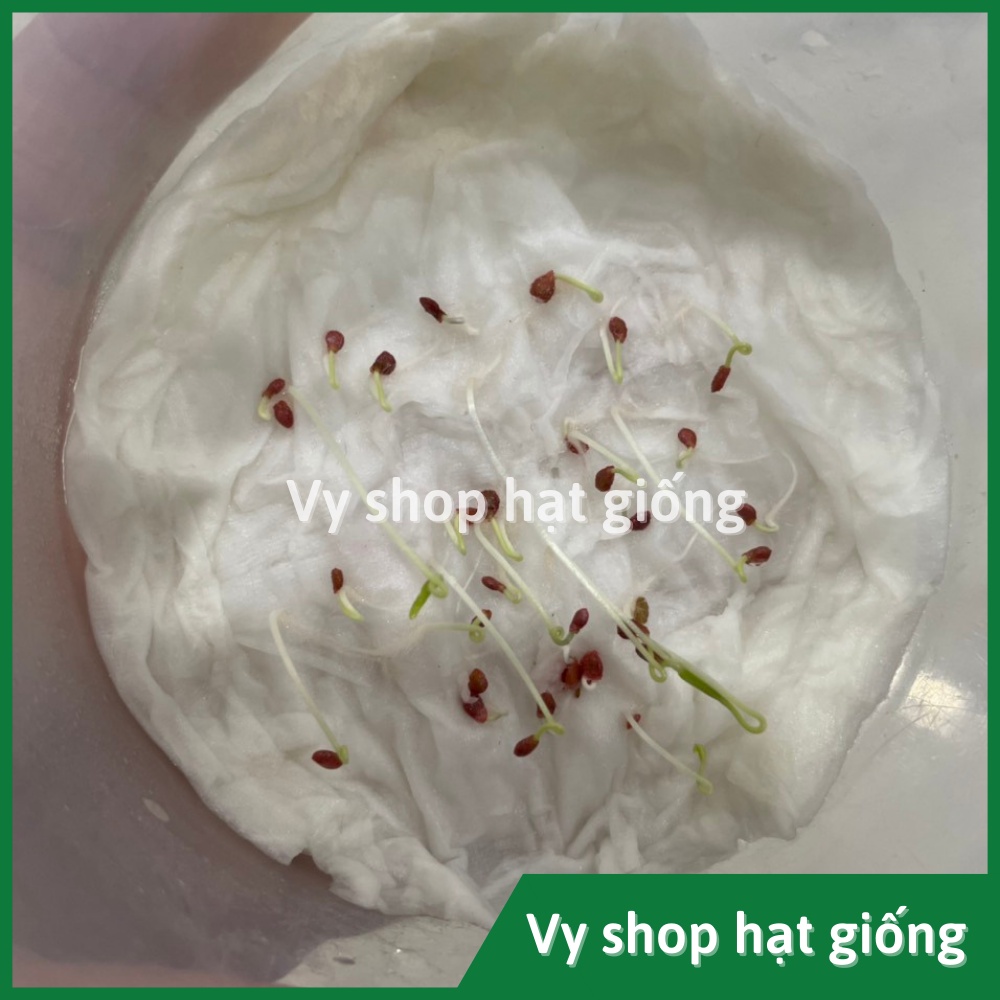 Hạt giống cà chua cherry đỏ Thái Lan gói 30 hạt