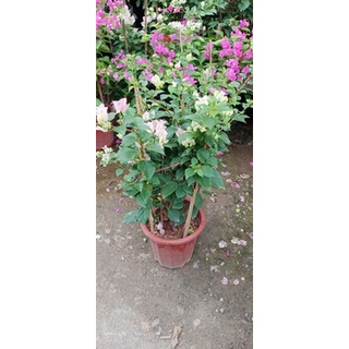 Hoa giấy Sakura