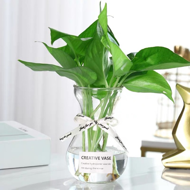 Lọ thuỷ tinh tiên ông