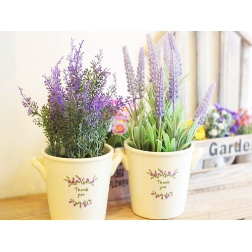 [GIÁ GỐC] Hạt Giống Hoa Oải Hương ( Lavender) - 50 hạt