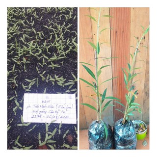 Hạt giống Câu Kỷ Tử lá dài (giống goji berry Lycium barbarum) trồng thuần khí hậu VN. Đảm bảo gieo là lên >90%