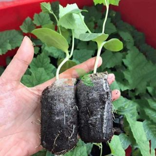 50 viên nén xơ dừa ươm cây tách ngó loại lớn