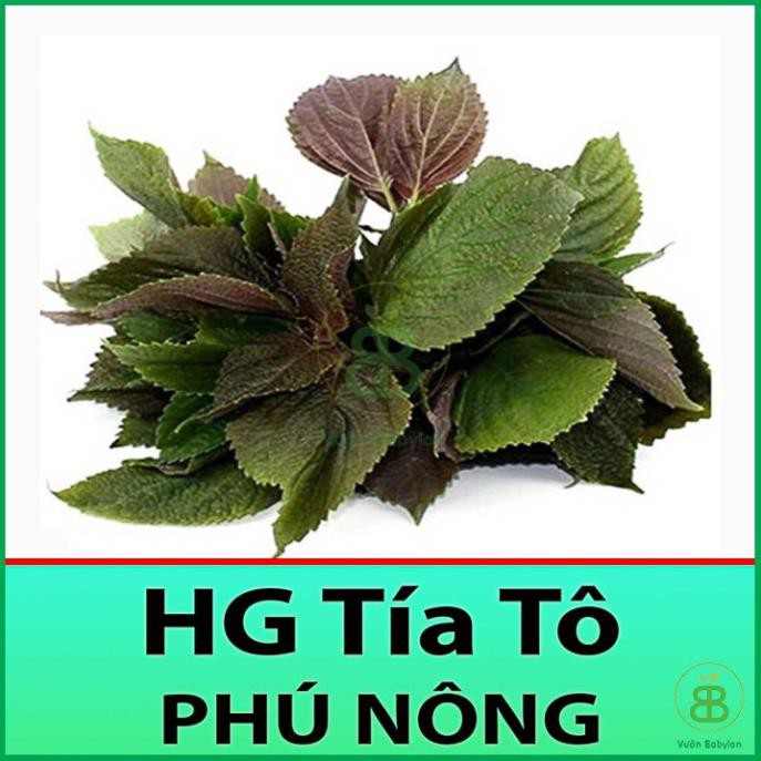 (NEW) Hạt Giống Tía Tô Cao Sản 2Gr Dễ Trồng