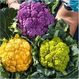 20 Hạt giống súp lơ mix màu ( bông cải mix )