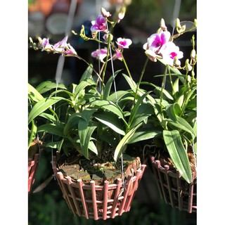 Chậu Lan Denro Mini