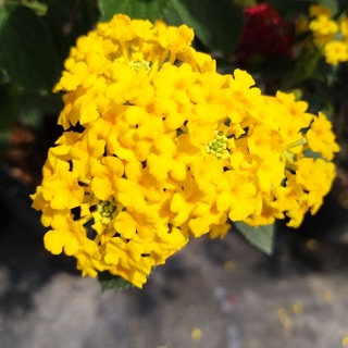 Chậu hoa ngũ sắc thái