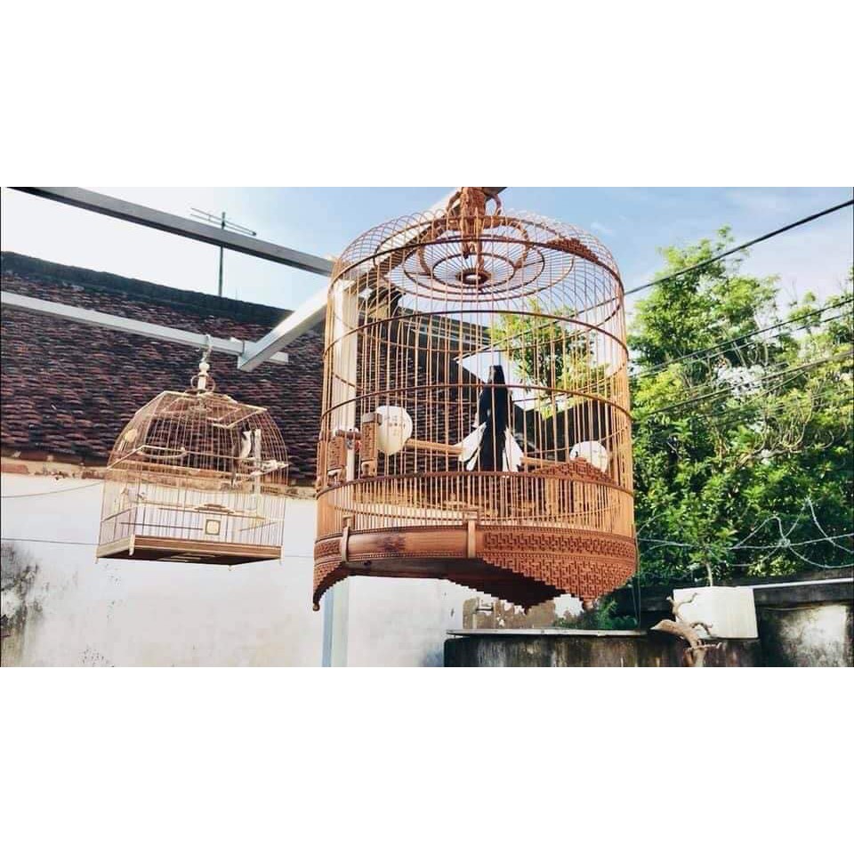 Cám Chim Chào Mào Hoàng Đại Ca Comboo 5,10 Gói Cám Chim Chất và Mát giúp Chim chơi bền hơn, tiết kiệm hơn