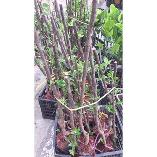 Cây Giống Táo Đỏ