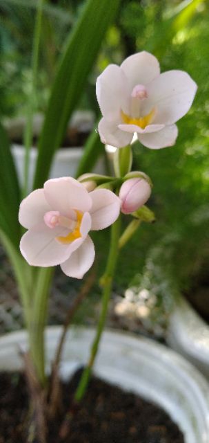 Địa lan chu đỉnh