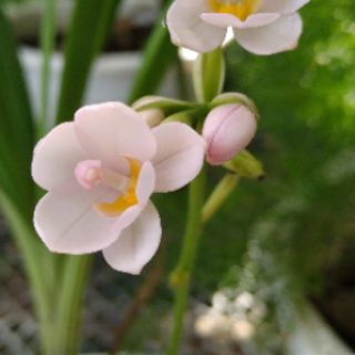 Địa lan chu đỉnh
