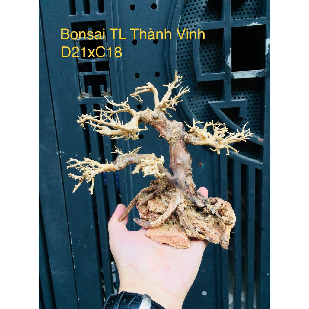 Bonsai Lũa Gỗ bể cá Thủy sinh siêu rẻ