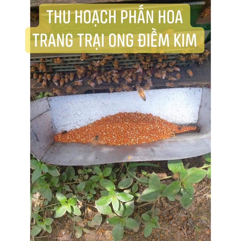 Phấn Hoa Ong 100% nguyên chất