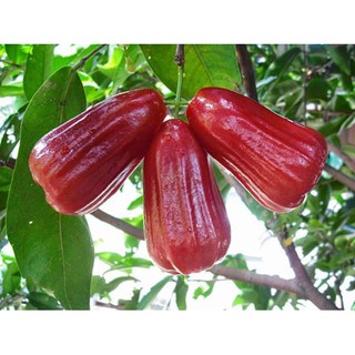 Cây  giống roi đỏ Thái