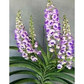 combo 10 LAN HẢI YẾN TÍM