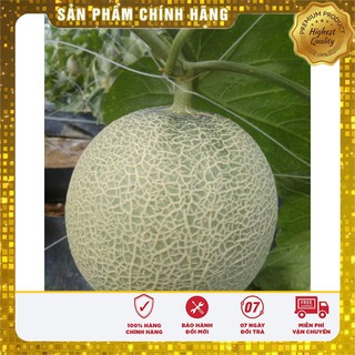 HẠT GIỐNG DƯA LƯỚI XANH RUỘT VÀNG