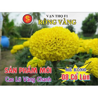 Hạt giống Vạn Thọ Thái Cao Lỡ Vàng Chanh Mekong 08 Cổ Lùn