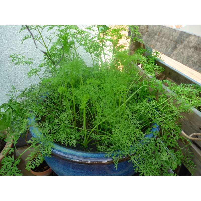 Gói 100 Hạt Giống Cà Rốt Củ Tròn Nhiều Dinh Dưỡng 0.2gr Giống Mới Chịu Nhiệt 4 Mùa